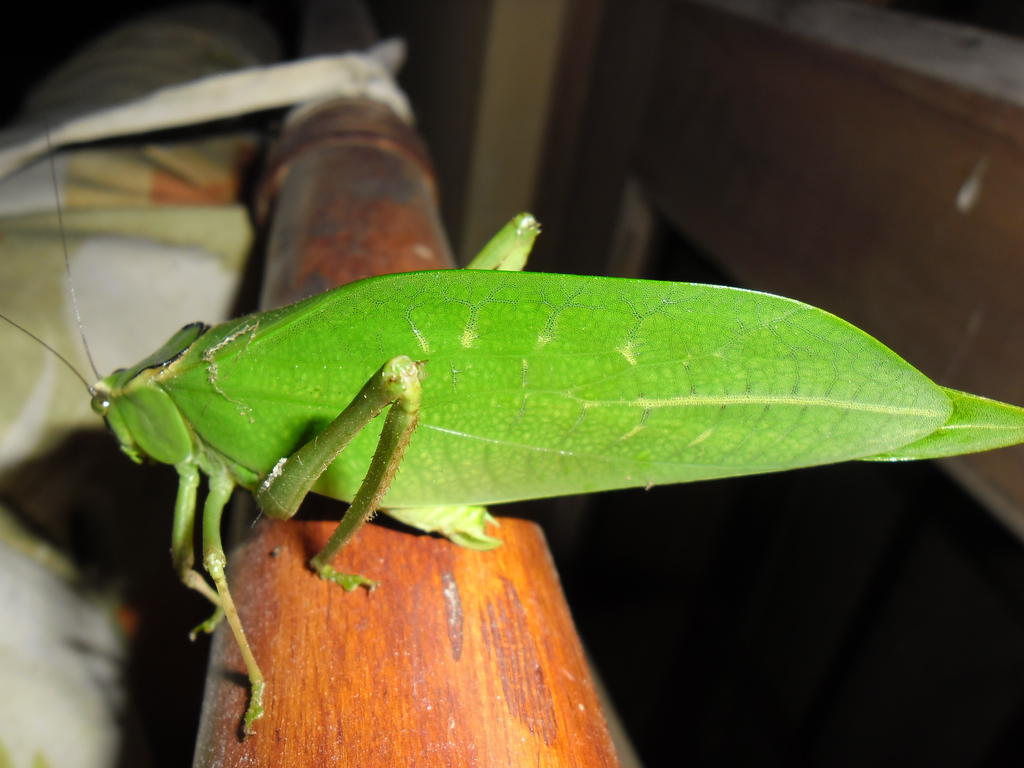 Rinconcito Verde Ujarras Bagian luar foto